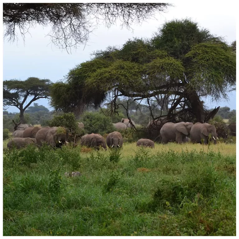 2-days-lake-manyara-and-ngorongoro-crater-safari-itinerary