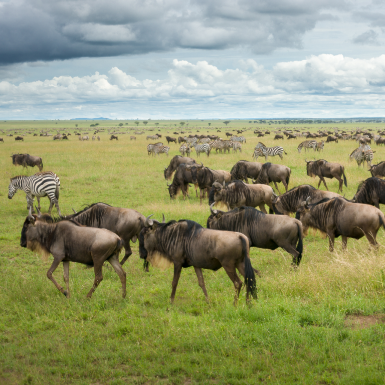 9-days-tanzania-vacation-wildebeest-migration-safari-itinerary