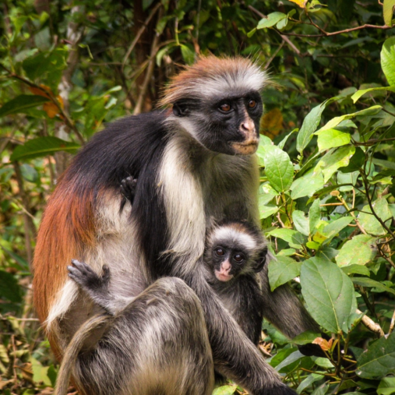 half-day-kizimkazi-dolphins-tours