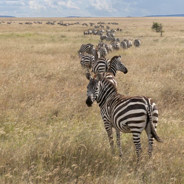 serengeti-national-park