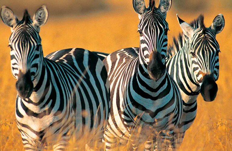 Mikumi-National-Park